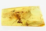 Detailed Fossil Spider, Fairy Wasp and True Fly in Baltic Amber #307233-1